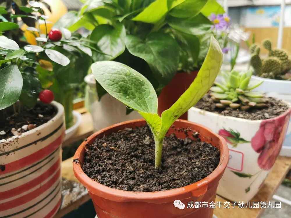 交子九园 植绿 护绿 爱绿